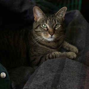 Meet your Posher, Belle